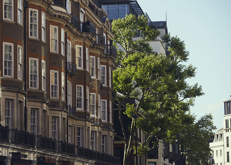 street-tree-london-goodbody